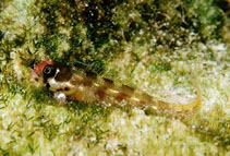 Image of Acanthemblemaria atrata (Cocos barnacle blenny)