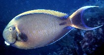 Image of Acanthurus bariene (Blackspot surgeonfish)