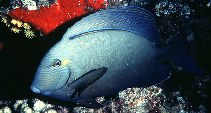 Image of Acanthurus blochii (Ringtail surgeonfish)