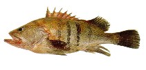 Image of Acanthistius patachonicus 