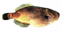 Image of Acanthaluteres brownii (Spiny-tailed leatherjacket)