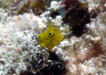 Image of Acanthemblemaria chaplini (Papillose blenny)