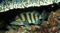 Image of Acanthistius cinctus (Yellowbanded perch)