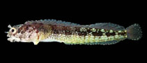 Image of Acanthemblemaria exilispinus (Bluntspine blenny)