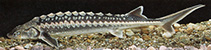 Image of Acipenser gueldenstaedtii (Danube sturgeon)
