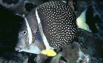 Image of Acanthurus guttatus (Whitespotted surgeonfish)