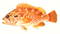 Image of Acanthistius joanae (Scalyjaw koester)