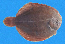 Image of Achirus klunzingeri (Brown sole)