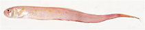 Image of Acanthocepola krusensternii (Red-spotted bandfish)