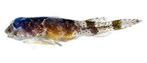 Image of Acyrtus lanthanum (Orange-spotted clingfish)