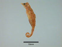 Image of Idiotropiscis larsonae (Helen\