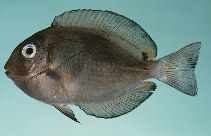 Image of Acanthurus leucopareius (Whitebar surgeonfish)