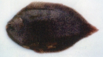 Image of Achiroides melanorhynchus 
