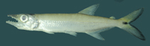 Image of Acestrorhynchus microlepis (Pike characin)
