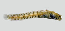 Image of Acanthemblemaria paula (Dwarf spinyhead blenny)