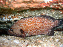 Image of Acanthistius pictus (Brick seabass)