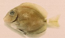 Image of Acanthurus randalli (Gulf surgeonfish)