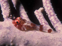 Image of Acyrtus rubiginosus (Red clingfish)