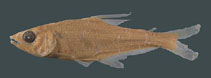Image of Acestrocephalus sardina 
