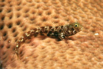 Image of Acanthemblemaria spinosa (Spinyhead blenny)