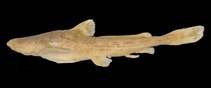 Image of Acrochordonichthys strigosus 