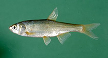 Image of Acanthobrama telavivensis 