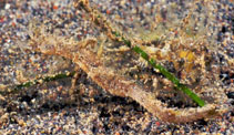 Image of Acentronura tentaculata (Shortpouch pygmy pipehorse)