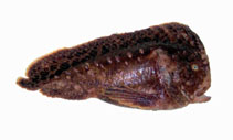 Image of Aetapcus maculatus (Warty prowfish)