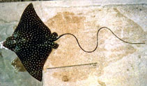 Image of Aetobatus narinari (Whitespotted eagle ray)