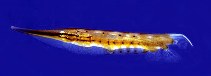 Image of Aeoliscus punctulatus (Speckled shrimpfish)
