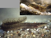 Image of Mastacembelus vanderwaali (Ocellated spiny eel)
