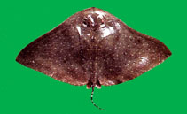 Image of Gymnura zonura (Zonetail butterfly ray)