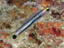 Image of Aioliops novaeguineae (New guinea minidartfish)