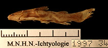 Image of Akysis ephippifer 