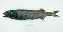 Image of Alepocephalus antipodianus (Antipodean slickhead)