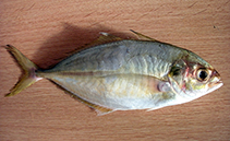 Image of Alepes apercna (Smallmouth scad)