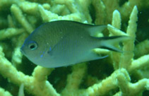 Image of Altrichthys azurelineatus (Azure damsel)