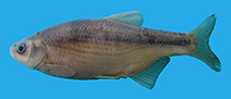 Image of Alburnoides coadi (Coad\