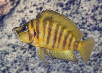 Image of Altolamprologus compressiceps 