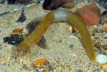 Image of Alabes dorsalis (Common shore-eel)