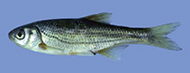 Image of Alburnoides fangfangae 