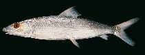 Image of Albula oligolepis (Smallscale bonefish)