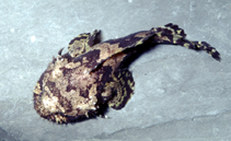 Image of Allenbatrachus grunniens (Grunting toadfish)