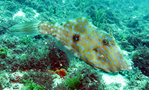 Image of Aluterus heudelotii (Dotterel filefish)