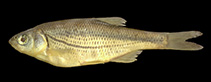 Image of Alburnoides maculatus 