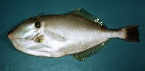 Image of Aluterus monoceros (Unicorn leatherjacket filefish)