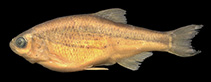 Image of Alburnoides namaki 