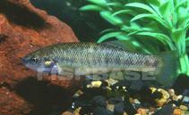 Image of Allodontichthys polylepis (Finescale splitfin)