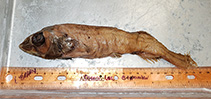 Image of Alepocephalus productus (Smalleye smooth-head)