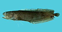 Image of Alionematichthys riukiuensis (Bigeye cusk)